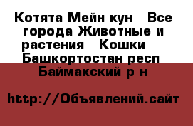 Котята Мейн кун - Все города Животные и растения » Кошки   . Башкортостан респ.,Баймакский р-н